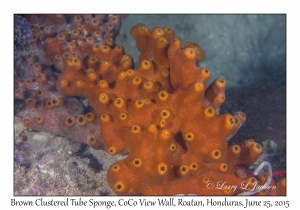 Brown Clustered Tube Sponge