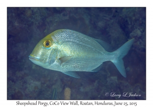 Sheepshead Porgy