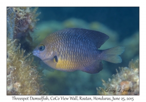 Threespot Damselfish