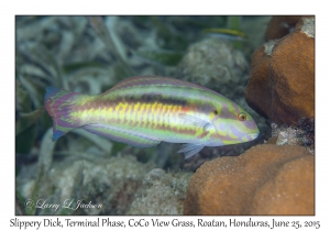 Slippery Dick