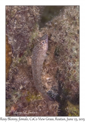 Rosy Blenny