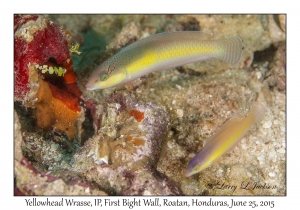 Yellowhead Wrasse