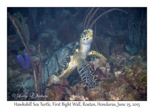 Hawksbill Sea Turtle