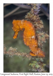 Longsnout Seahorse