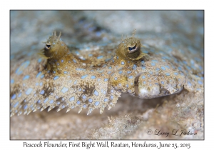 Peacock Flounder