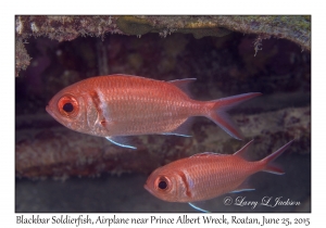 Blackbar Soldierfish