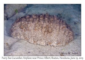 Furry Sea Cucumber