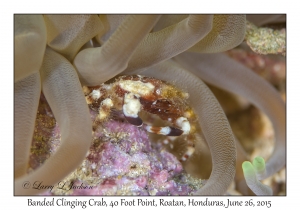 Banded Clinging Crab