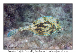 Scrawled Cowfish