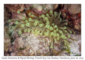 Giant Anemone & Mysid Shrimp