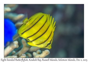 Eight-banded Butterflyfish