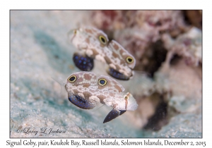 Signal Goby pair
