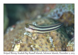 Striped Blenny