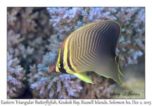 Eastern Triangular Butterflyfish