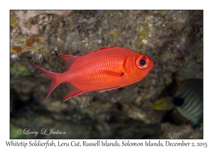 Whitetip Soldierfish