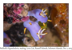 Bullock's Hypselodoris mating