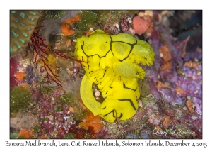 Banana Nudibranch & egg ribbon