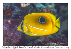 Eclipse Butterflyfish