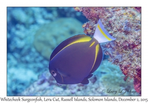 Whitecheek Surgeonfish