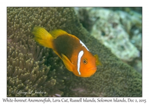 White-bonnet Anemonefish