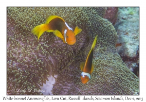 White-bonnet Anemonefish