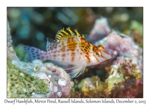 Dwarf Hawkfish