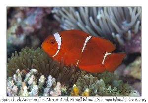 Spinecheek Anemonefish