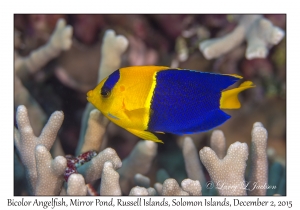 Bicolor Angelfish