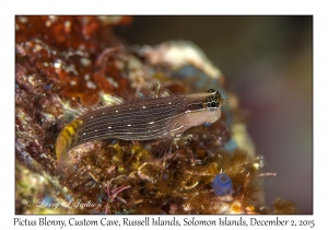 Pictus Blenny