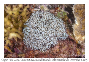 Organ Pipe Coral