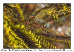 Ornate Ghost Pipefish, male