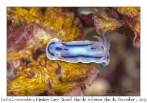 Loch's Chromodoris