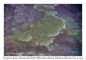 Acropora donei