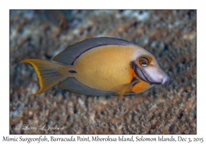 Mimic Surgeonfish