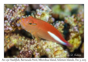 Arc-eye Hawkfish