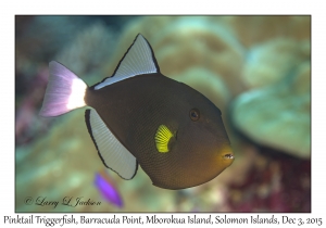 Pinktail Triggerfish