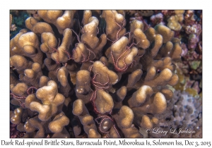 Dark Red-spined Brittle Stars