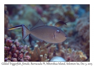Gilded Triggerfish, female