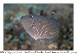 Gilded Triggerfish, female