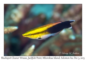 Blackspot Cleaner Wrasse