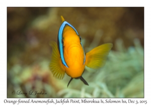 Orange-finned Anemonefish