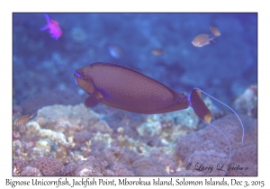 Bignose Unicornfish