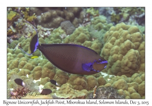 Bignose Unicornfish