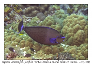 Bignose Unicornfish