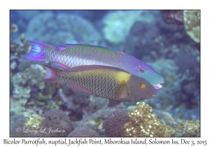 Bicolor Parrotfish