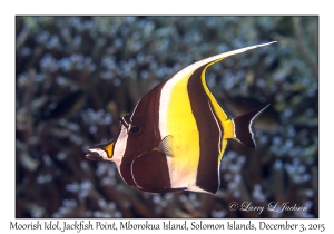 Moorish Idol