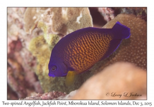 Two-spined Angelfish