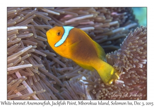 White-bonnet Anemonefish