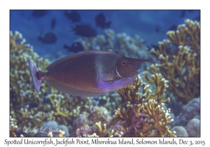 Spotted Unicornfish