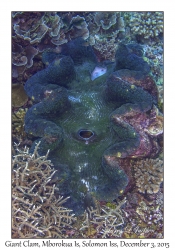 Giant Clam